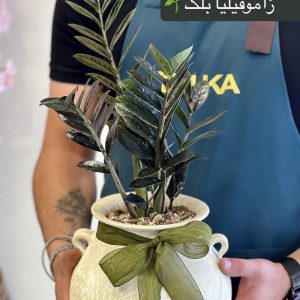 زاموفیلیا بلک