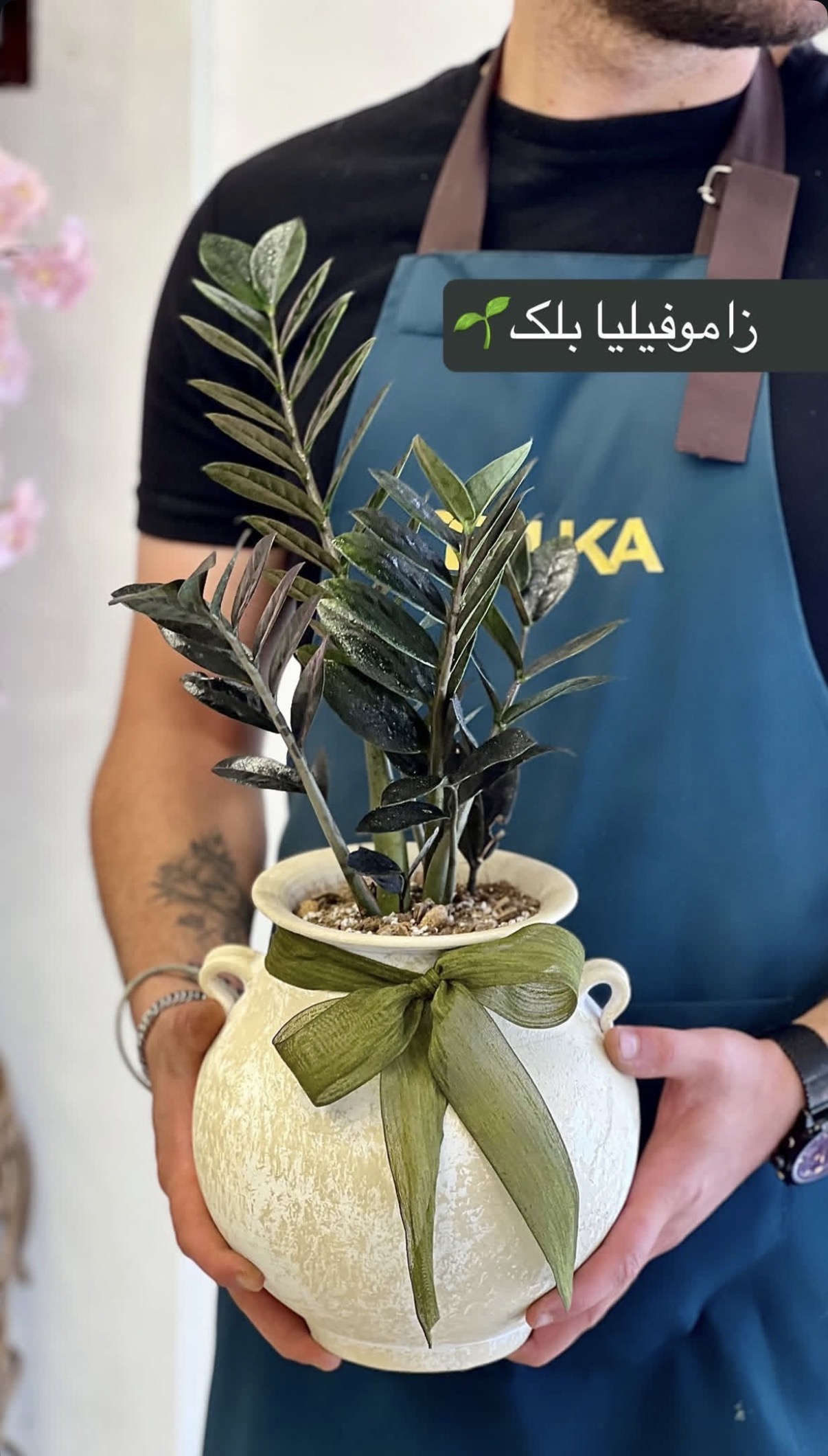 زاموفیلیا بلک