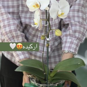ارکیده سفید