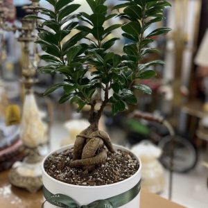 بونسای جنسینگ