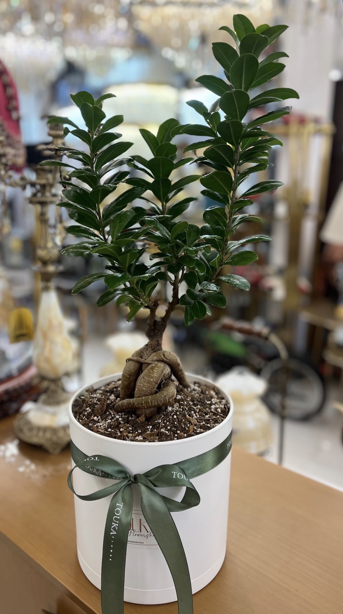 بونسای جنسینگ