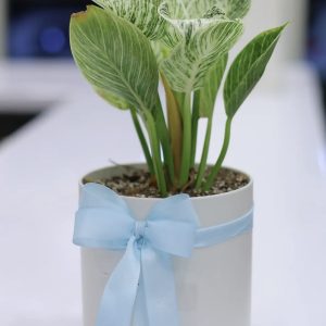 فیلندرون برکین
