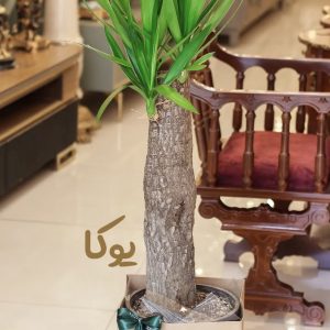 یوکا