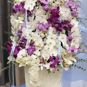 باکس vip  ارکیده