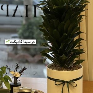 دراسنا کامپکت