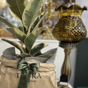 فیکوس ابلق