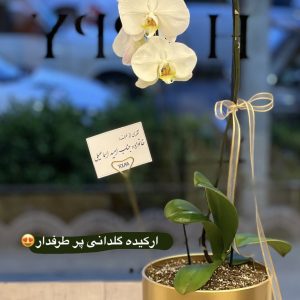 ارکیده