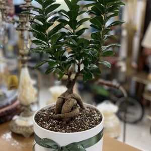 بونسای جنسینگ
