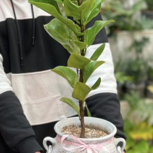 فیکوس لیراتا
