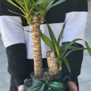 یوکا