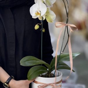 ارکیده