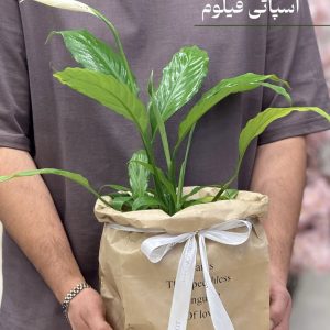 اسپاتی فیلوم