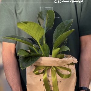 فیلودندرون